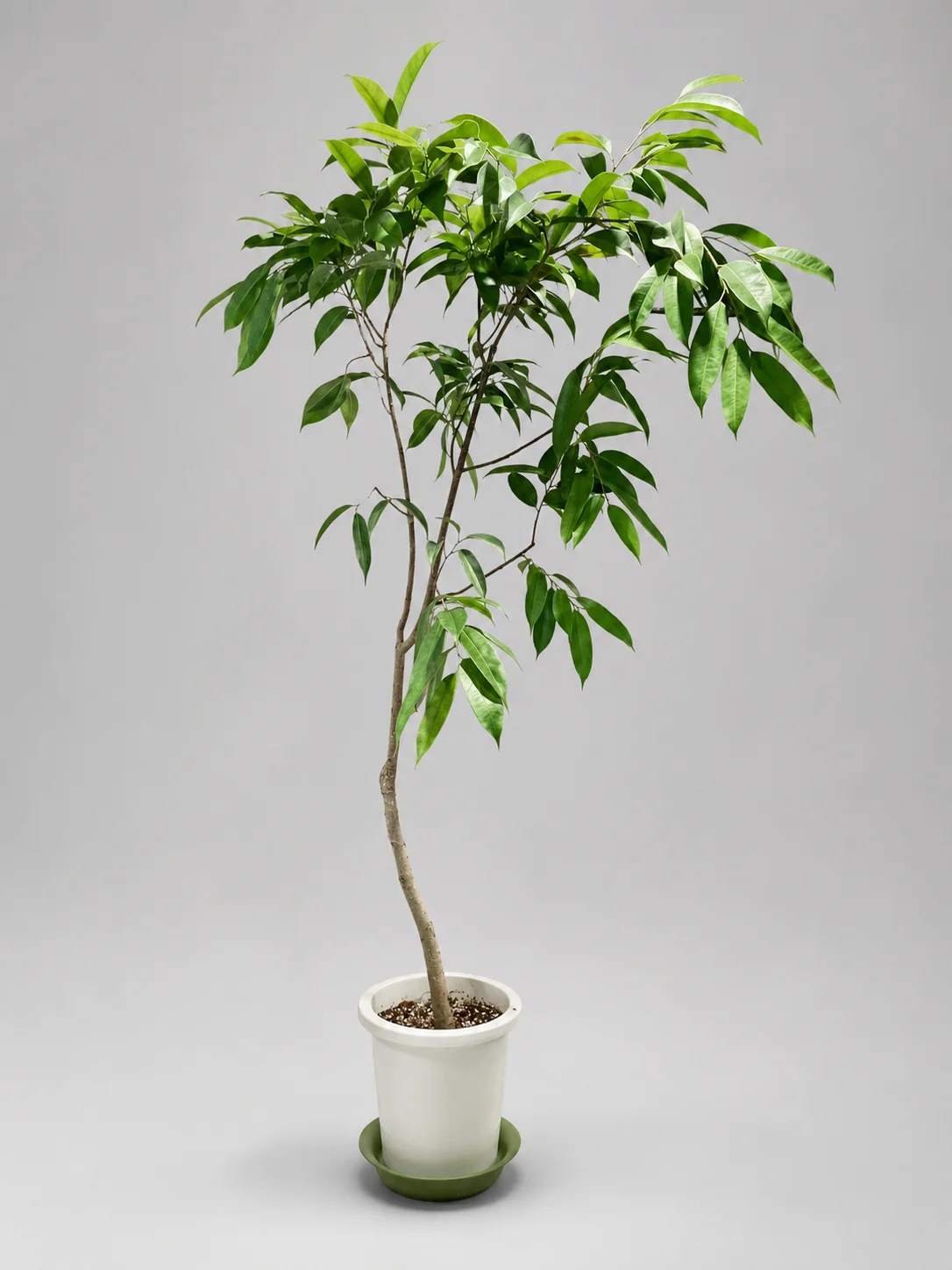 樹形を楽しめる大型観葉植物の実物写真