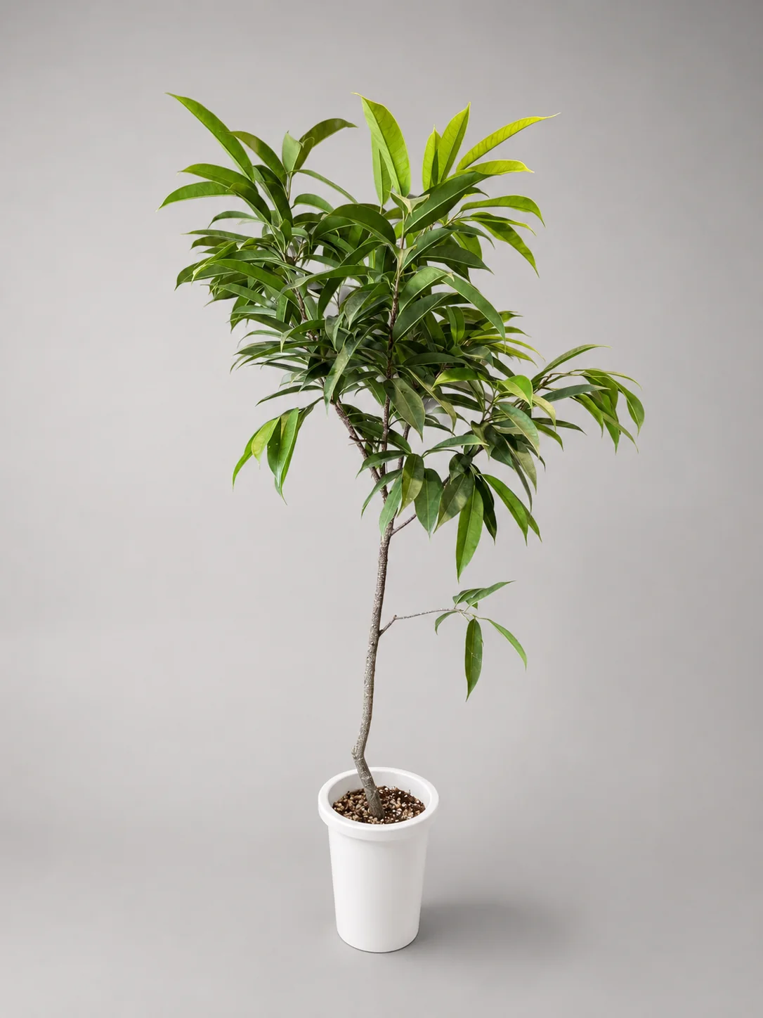 葉のボリュームがある大型観葉植物の実物写真