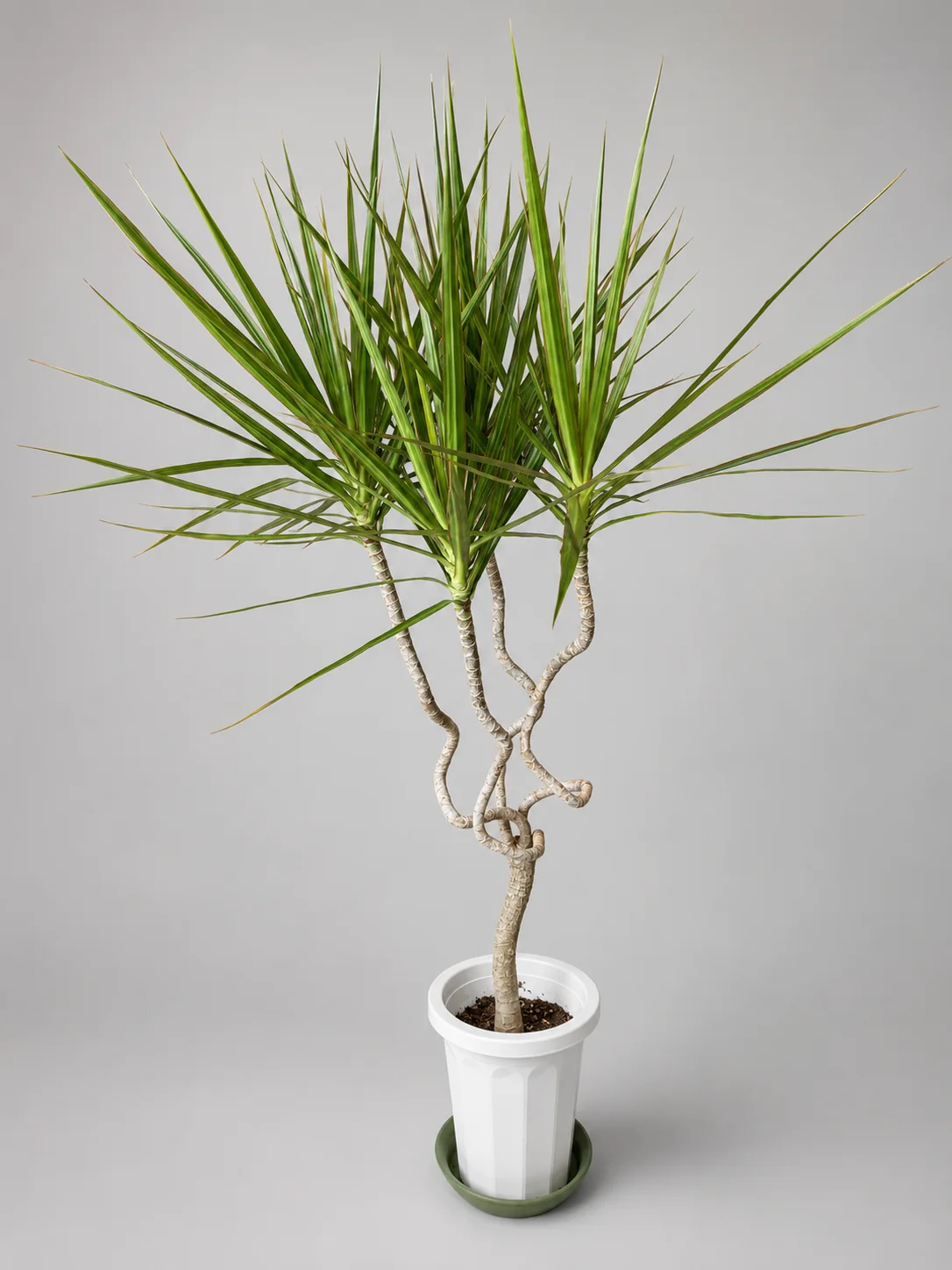 細長い葉が広がる大型観葉植物の実物写真