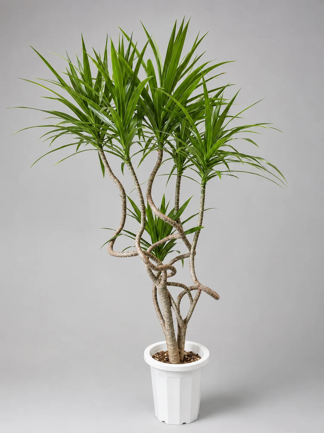 複数の幹と細長い葉が特徴の大型観葉植物の実物写真