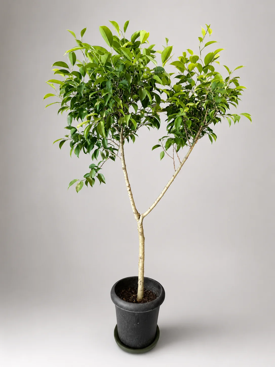 丸みのある樹冠が特徴の大型観葉植物の実物写真