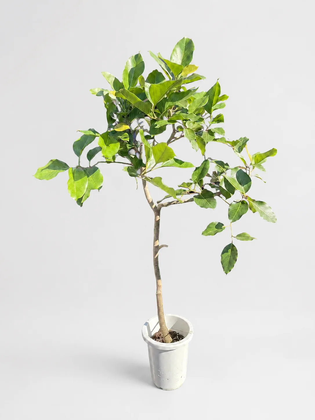 大きな葉を持つ大型観葉植物の実物写真