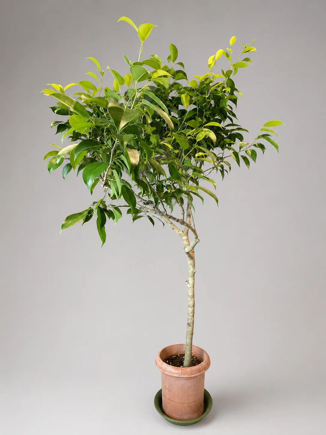 葉が豊かに茂る大型観葉植物の実物写真