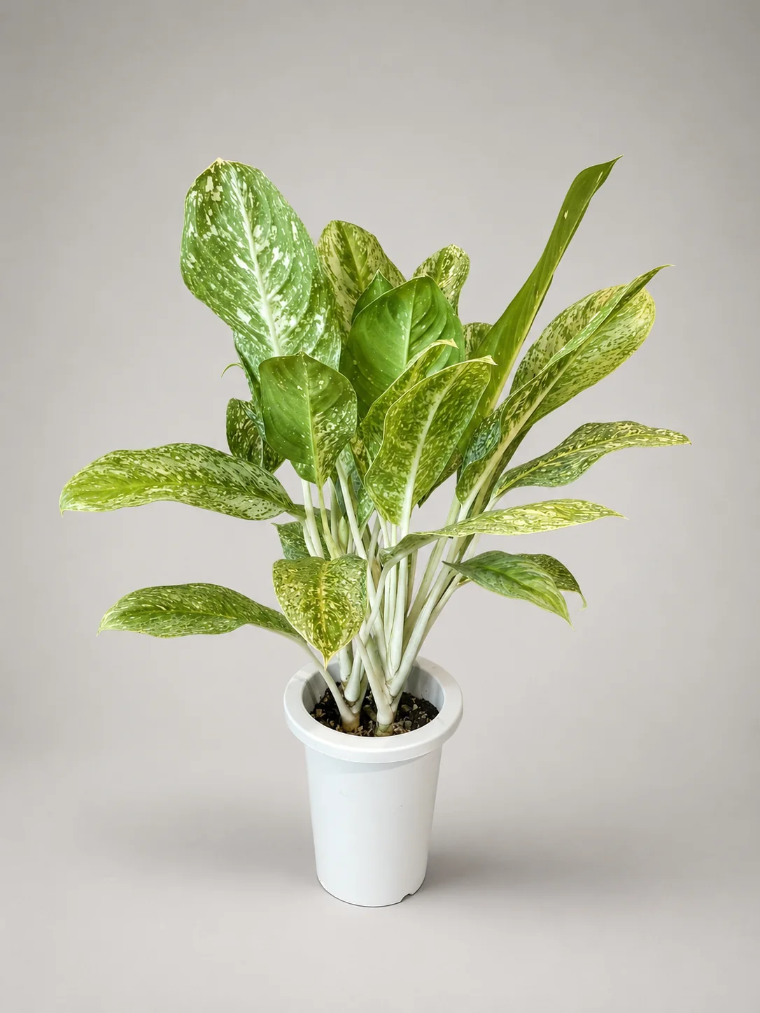 斑入りの葉が美しい中型観葉植物の実物写真