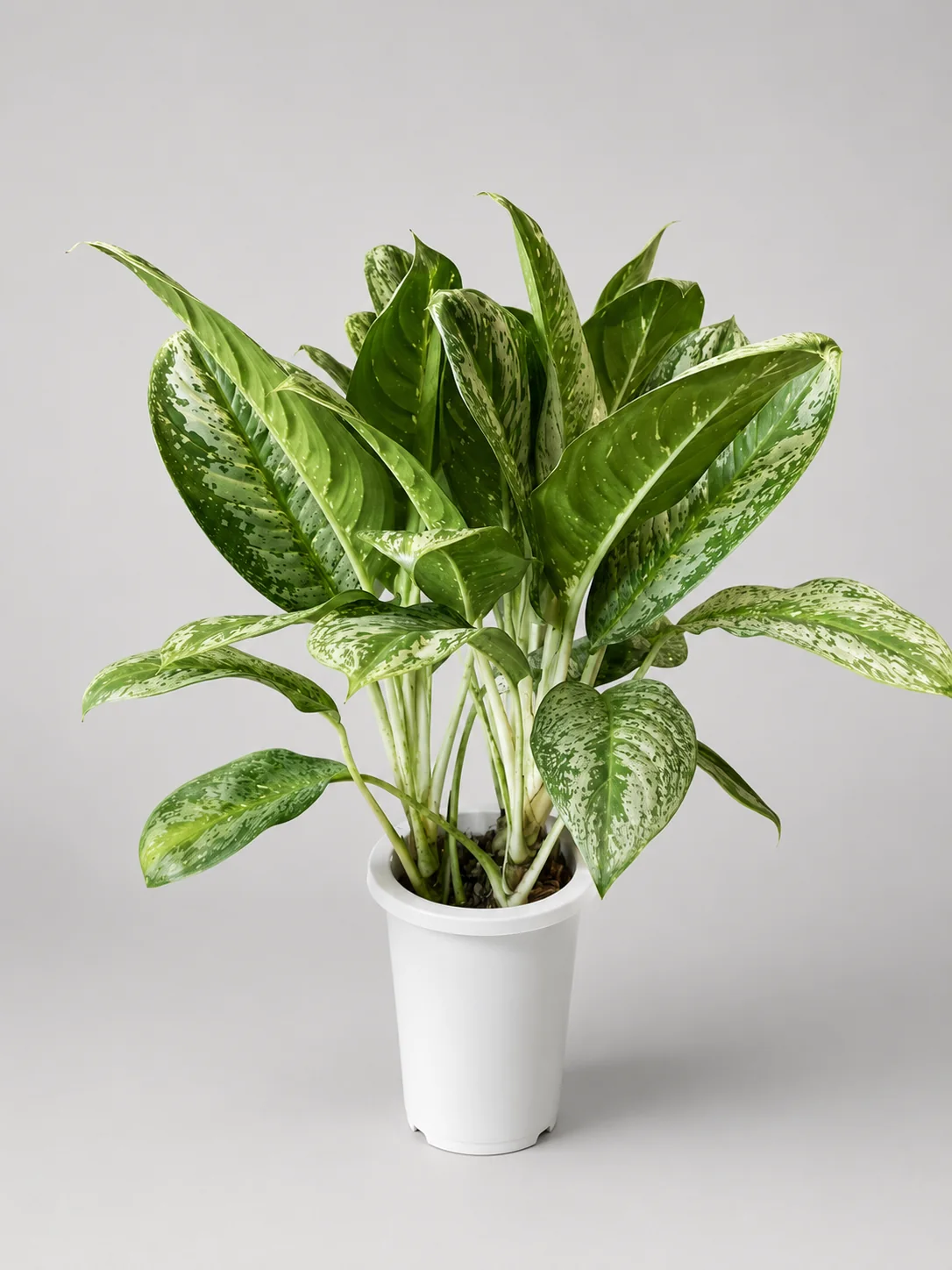 斑入りの葉が密に茂る中型観葉植物の実物写真