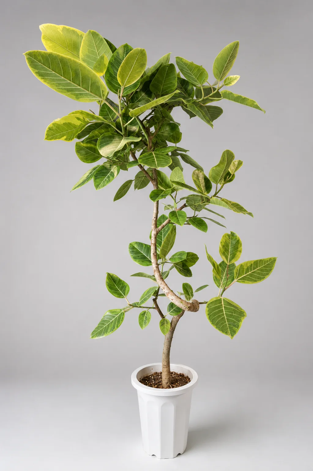 大きな葉と個性的な樹形の大型観葉植物の実物写真