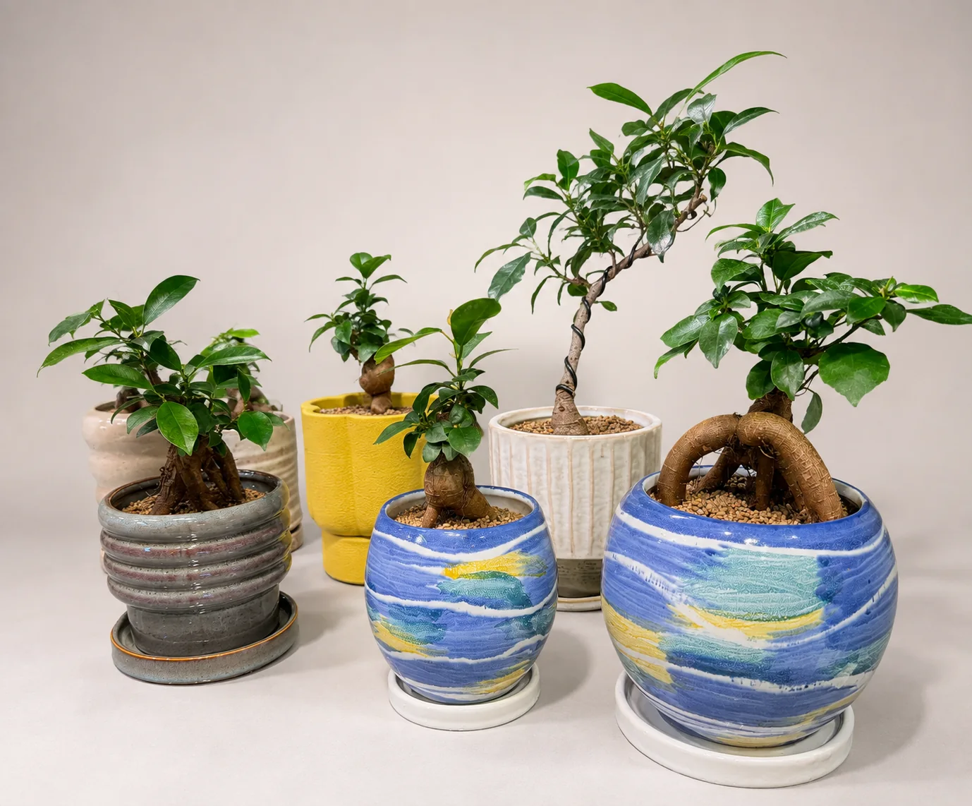 ガジュマルなど小型観葉植物の実物写真