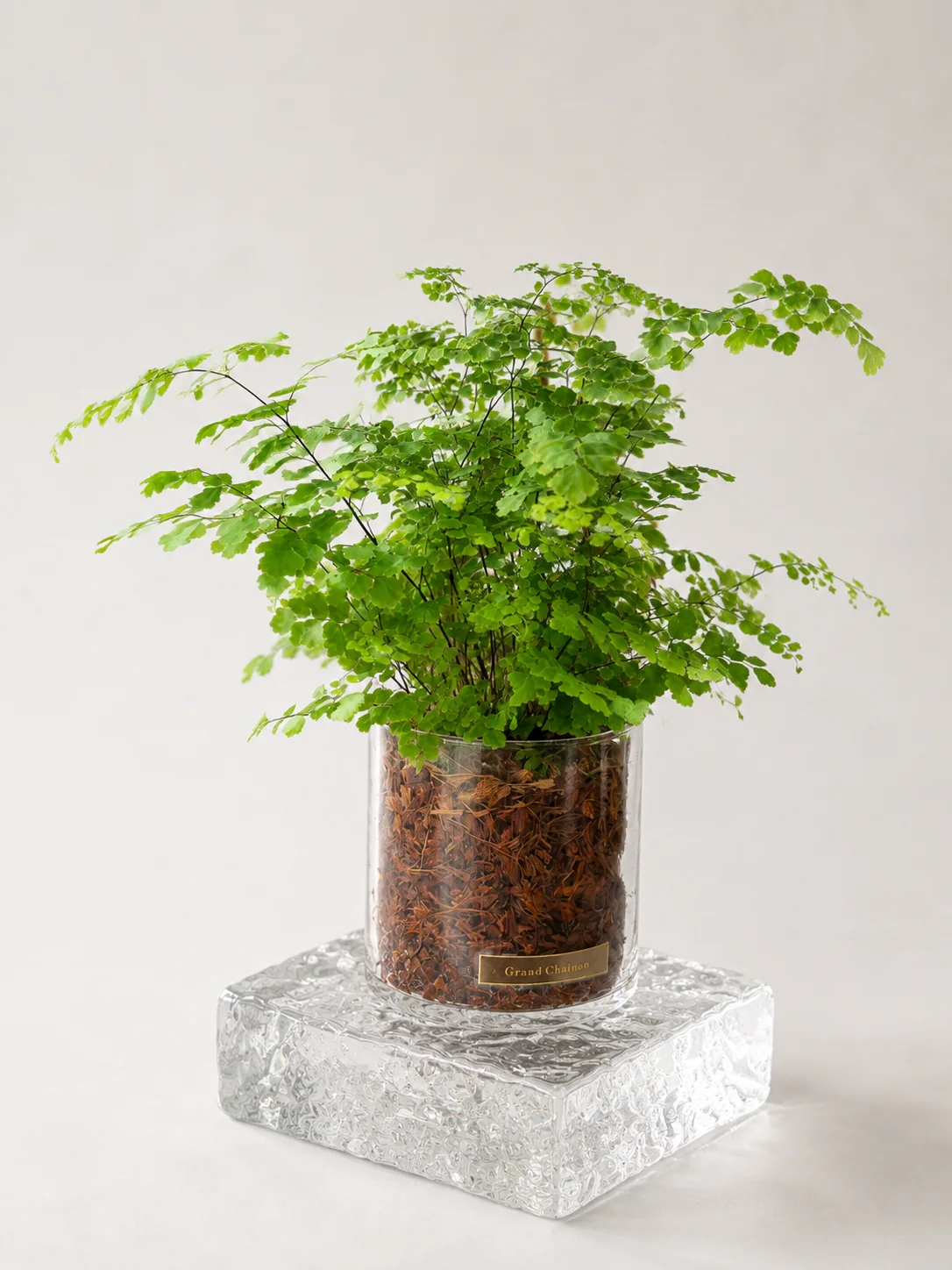ガラスベースに入った小型観葉植物の実物写真