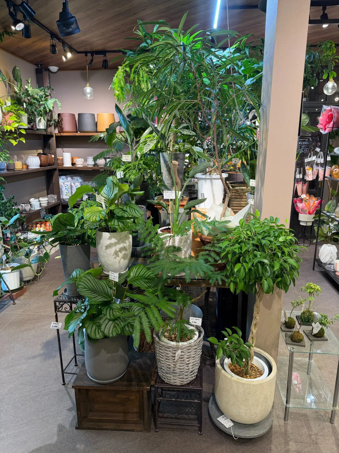 Grand Chainonの観葉植物売場の様子 1