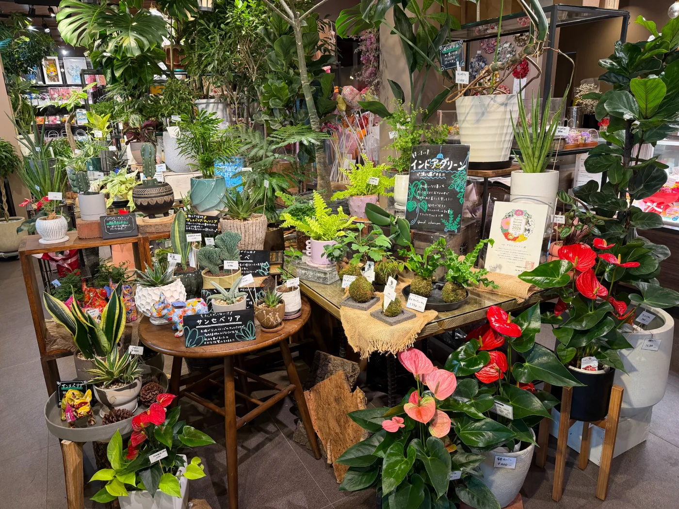 Grand Chainonの観葉植物売場の様子 2