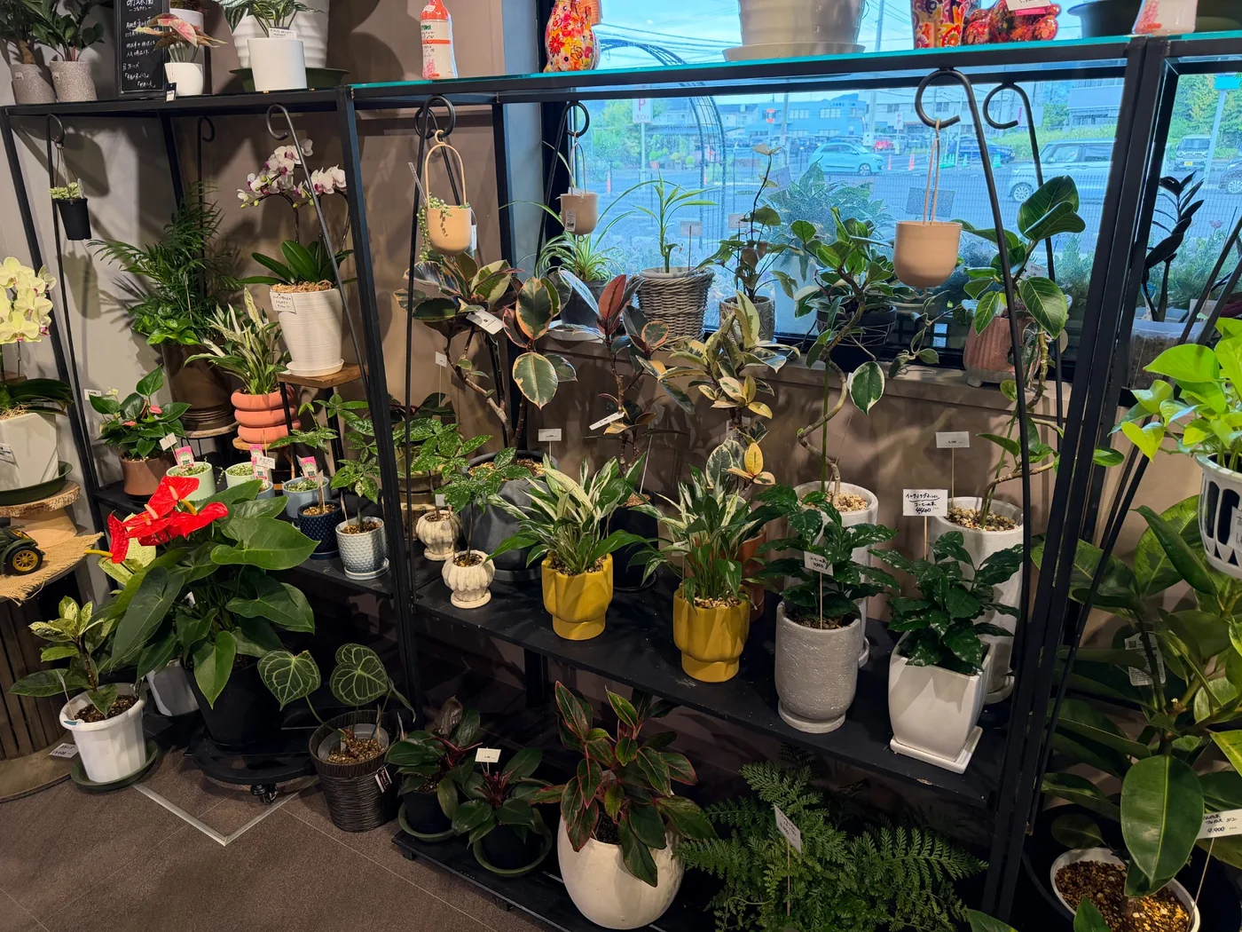 Grand Chainonの観葉植物売場の様子 3