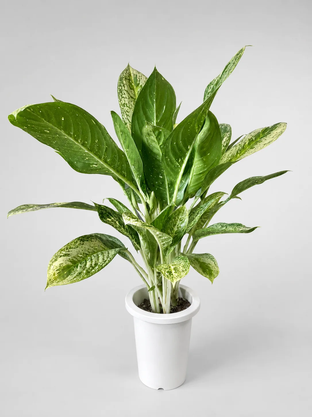 斑入りの葉が美しい観葉植物の実物写真